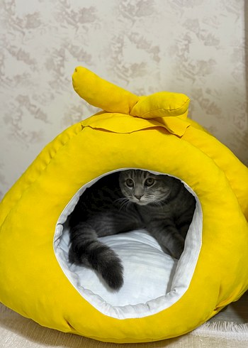 Kedi evi - Görsel 4