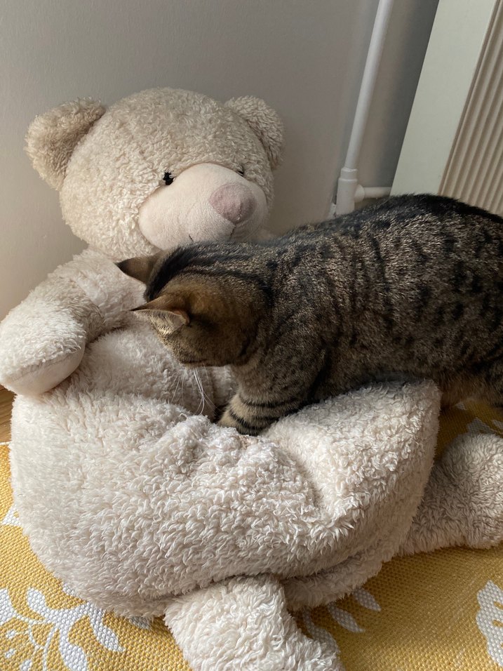 Gri Peluş Ayı Temalı Kedi Yatağı Çocuk odası oyuncağı - Görsel 3