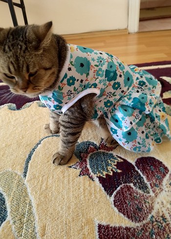 evcil hayvan elbisesi - Görsel 4