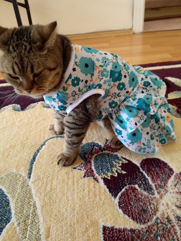 evcil hayvan elbisesi - Görsel 4