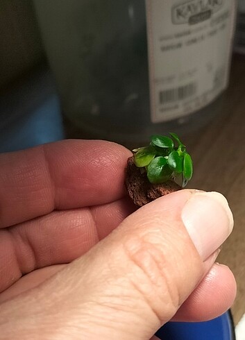 Minik Anubias