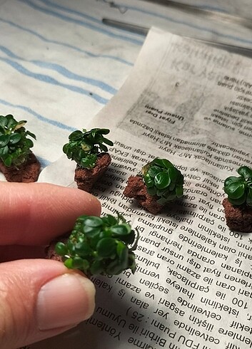 Beden Minik Anubias