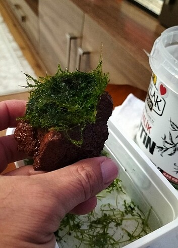 Lav kayasında cristmass moss