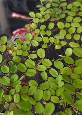 Salvinia natans mini