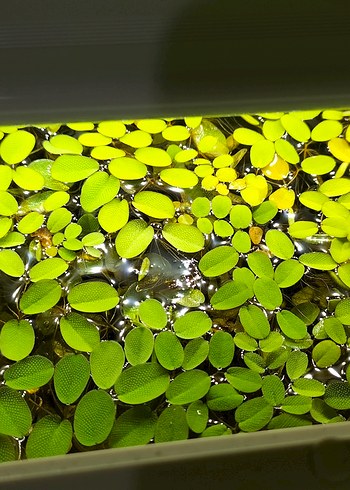 Salvinia natans mini