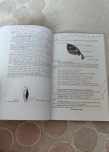 Anatomi Kitabı Kıvılcım Yayınları Yeni Baskı - Görsel 4