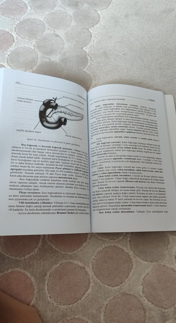 Anatomi Kitabı Kıvılcım Yayınları Yeni Baskı - Görsel 2