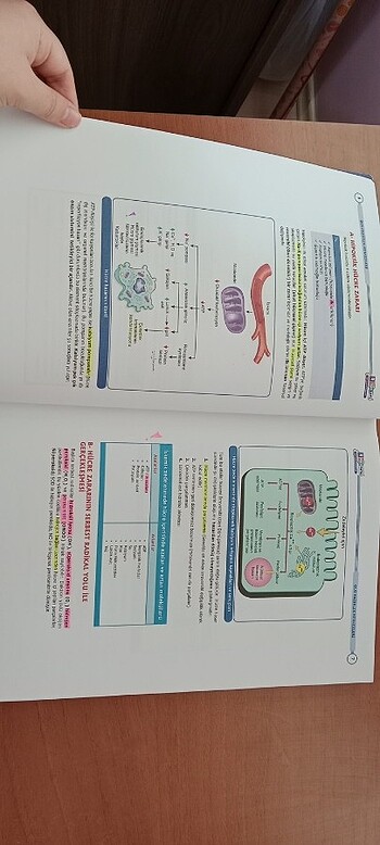 Beden Renk Dusdata Patoloji Şampiyonların Notu