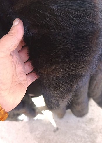 orjinal kürk - Görsel 3