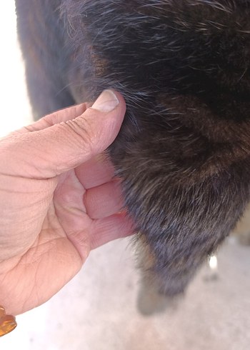 orjinal kürk - Görsel 4