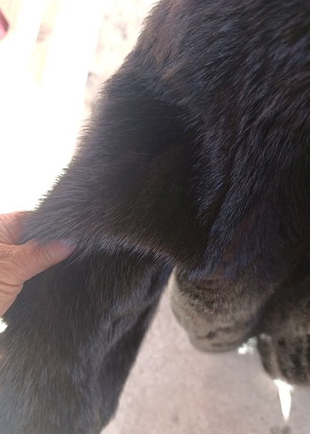 orjinal kürk - Görsel 5