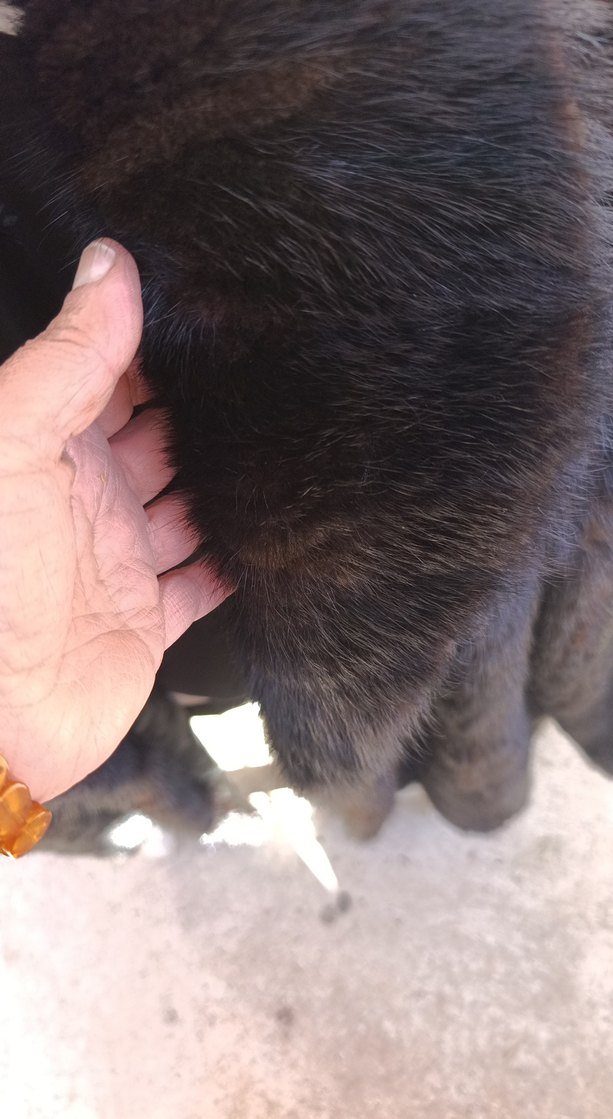 orjinal kürk - Görsel 3