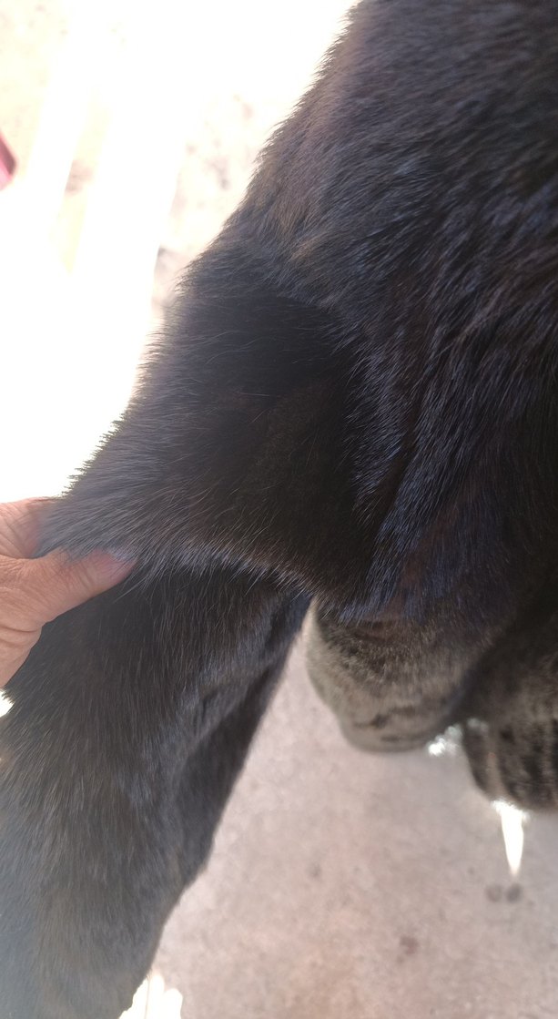 orjinal kürk - Görsel 5