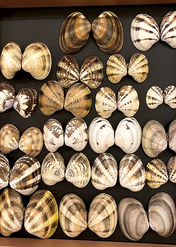 Doğal deniz kabukları