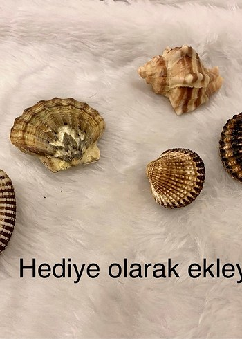 Doğal deniz kabukları - Görsel 2