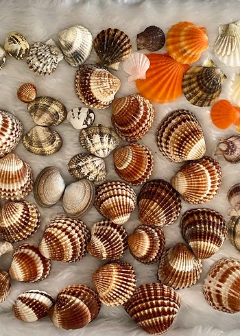 Çok Renkli Doğal Deniz Kabuğu