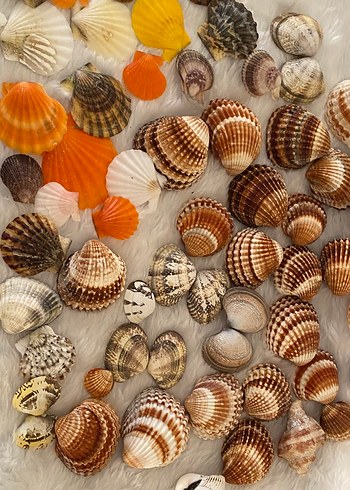 Çok Renkli Doğal Deniz Kabuğu - Görsel 2