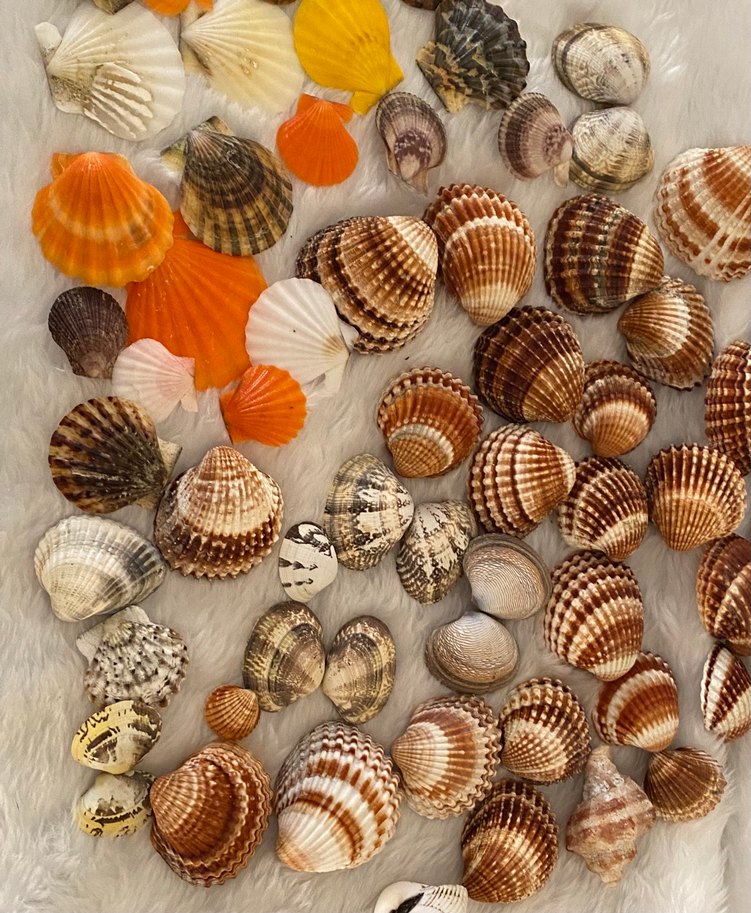 Çok Renkli Doğal Deniz Kabuğu - Görsel 2