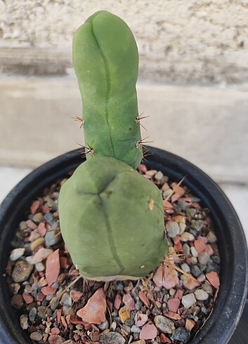  Beden PENİS kaktüsü trichocereus bridgesii monstrose