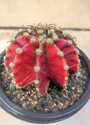 Beden çeşitli Renk Gymnocalycium Variegata gymno kaktüs