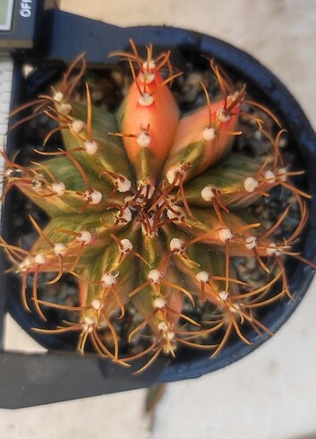 Beden Gymnocalycium Variegata gymno kaktüs
