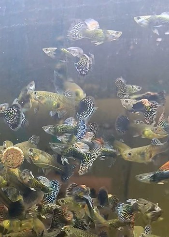Çok Renkli Canlı Guppy Balıkları