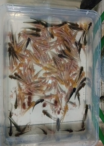Akvaryum İçin Canlı Balık Yavruları
