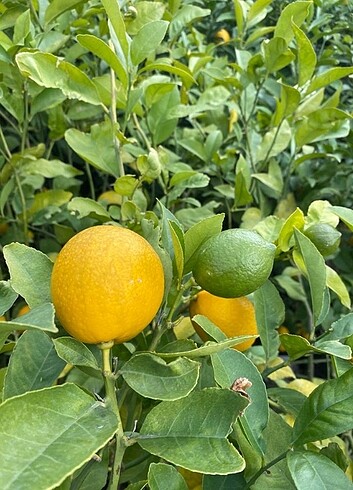 Diğer Limon fidanı 