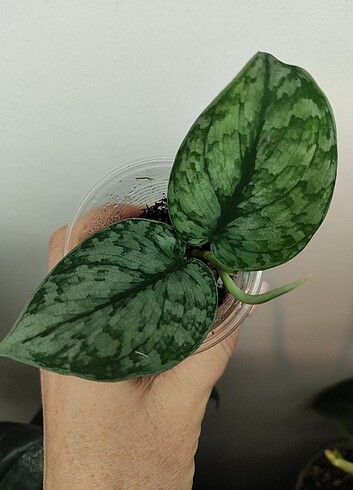Beden Scindapsus Silver Spot