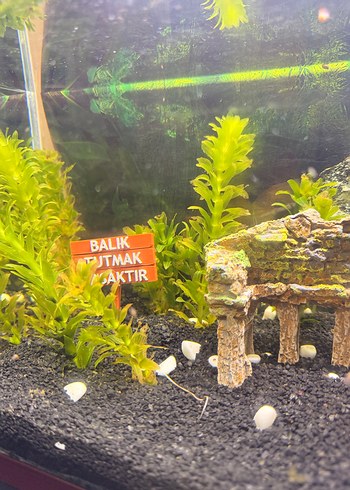 Kırmızı Ahşap Kapaklı Akvaryum - Görsel 2