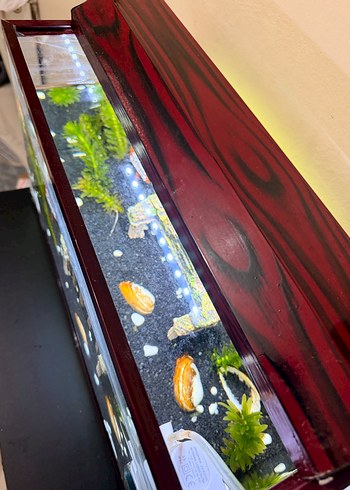 Kırmızı Ahşap Kapaklı Akvaryum - Görsel 4
