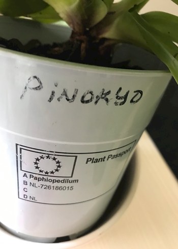 Beyaz Seramik Saksı da Pinokyo
