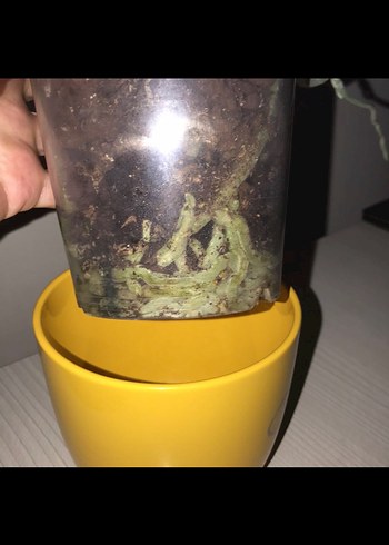Karaca Beyaz Orkide Florion