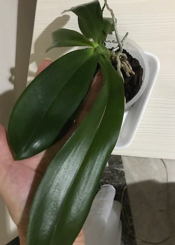 Beden Phal. Tetraspis çiçeksiz Orkide