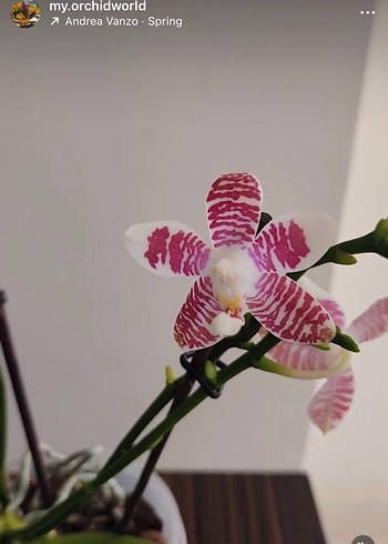 Beden pembe Renk Phal. Tetraspis çiçeksiz Orkide
