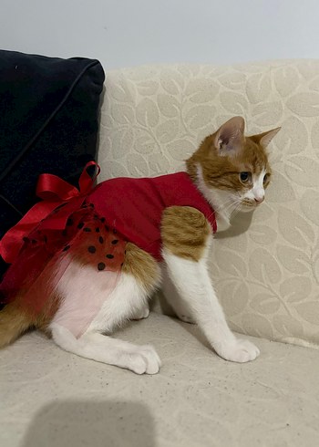 Kırmızı Tül Detaylı Kedi Elbisesi - Görsel 3