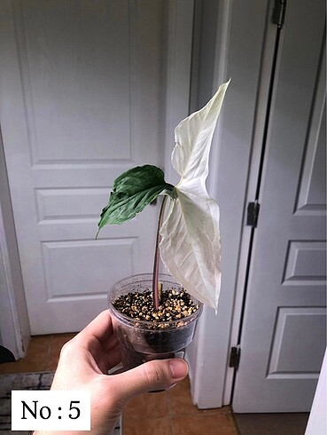 Syngonium Albo Variegata Çelik