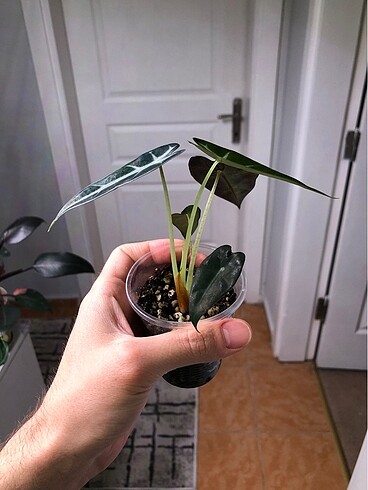 Diğer Alocasia Bambino Fidesi Rizom Fiyatına