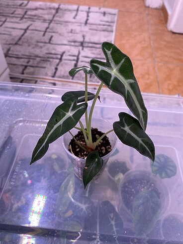  Beden Syngonium albo çelik