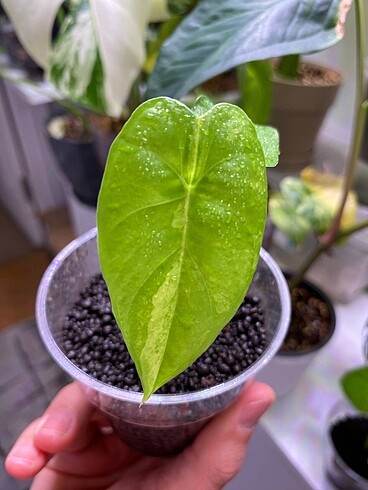 Beden Alocasia Gageana Aurea Variegata Fide