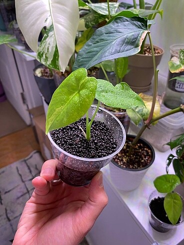 Diğer Alocasia Gageana Aurea Variegata Fide