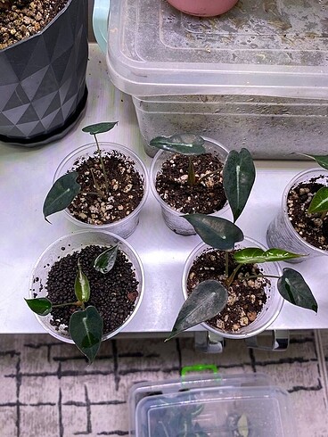 Diğer Alocasia Bambino Fidesi Rizom Fiyatına