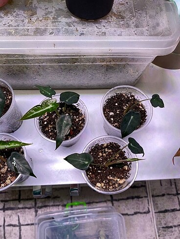 Beden Alocasia Bambino Fidesi Rizom Fiyatına
