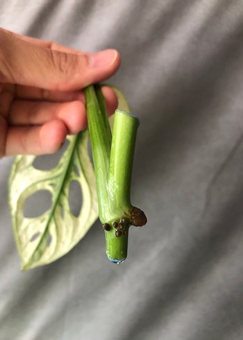 Diğer Monstera Adansonii Full Albo / Mint