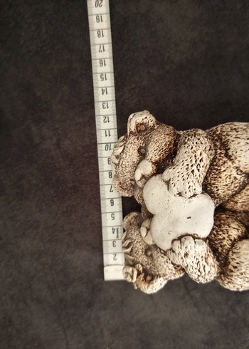 Kalpli Ayıcıklar biblosu - Görsel 5