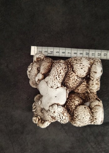 Kalpli Ayıcıklar biblosu - Görsel 6