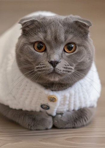 Kedi veya köpek kıyafeti - Görsel 2