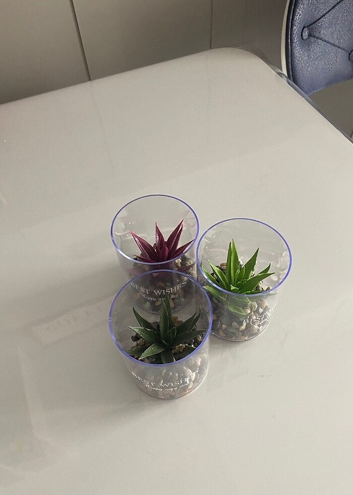 Yapay sukulent - Görsel 5