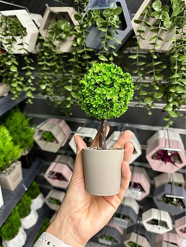 Mini top ağaç