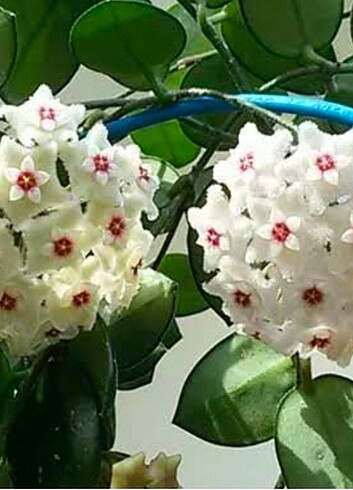 Hoya carnosa mum çiçegi 